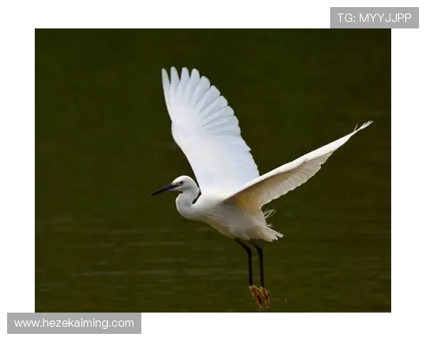 优雅飞翔,水下华舞:跳水运动的魅力